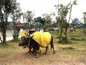 Con-Trau-Cho-Khach-D