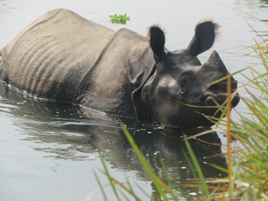Tê giác một sừng tại Vườn quốc gia Chitwan