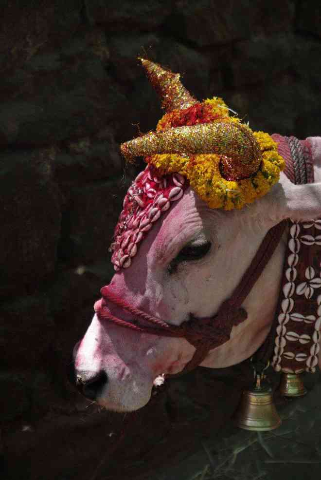 Trong văn hóa Ấn Độ, bò được xem như một con vật Thánh.